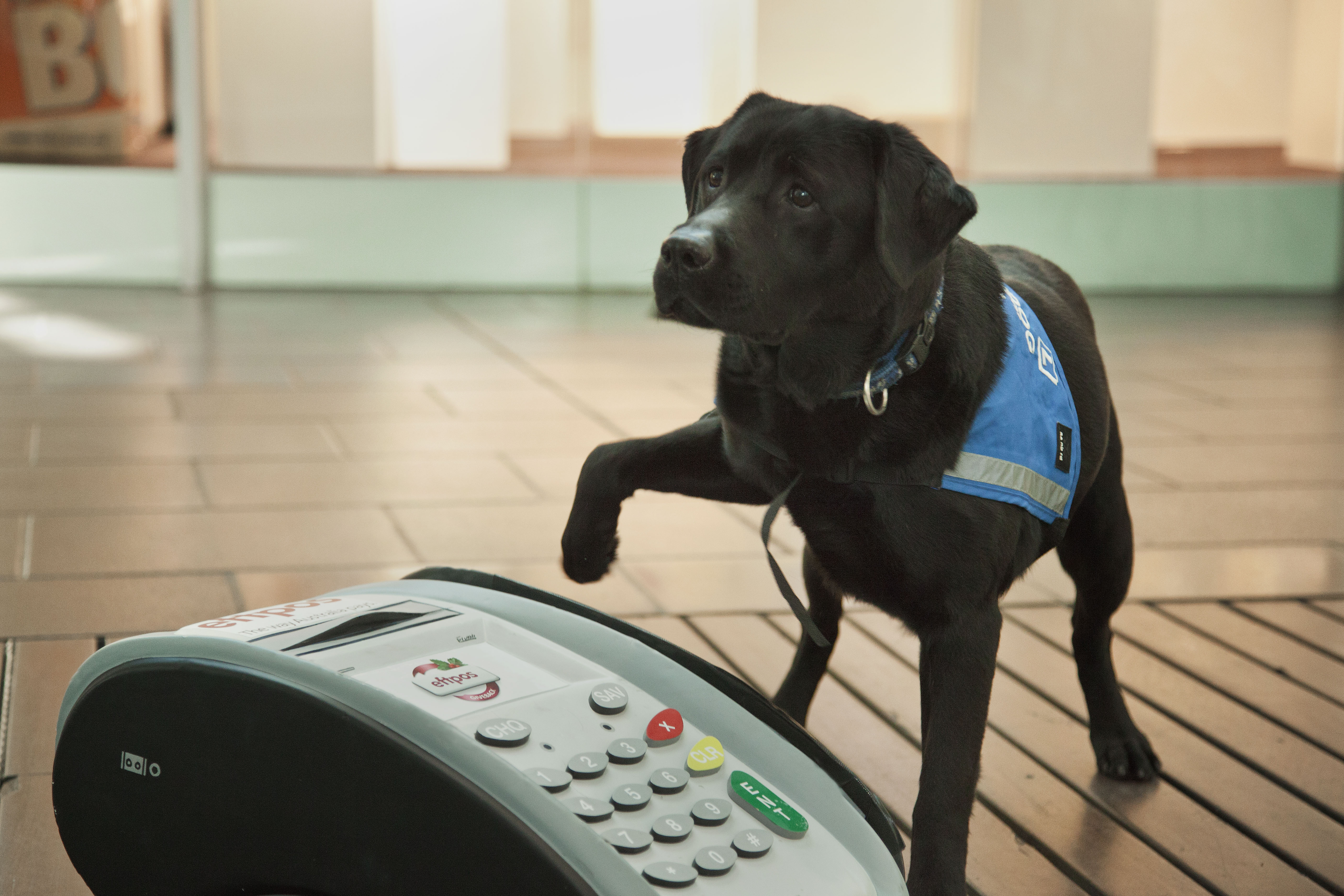 At the eftpos Giveback 2012 launch, Eadie the black labrador pressing CHQ or SAV on an eftpos machine