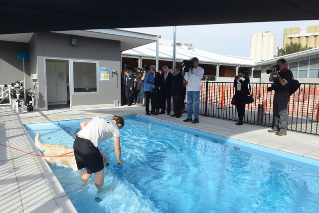 A dog swims in the new rehab pool. 