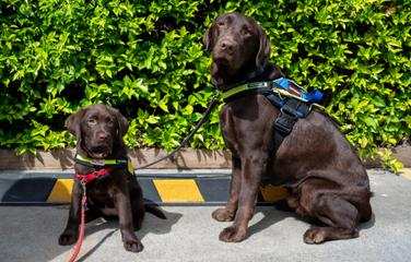 Two chocolate coloured Seeing Eye Dogs in harnesses sit in front of a leafy bush.